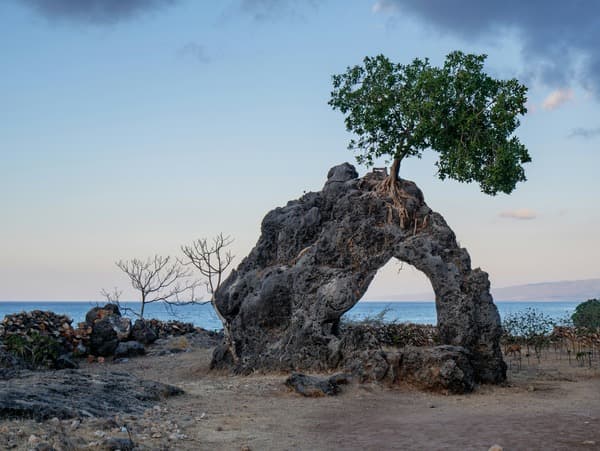 A tree growing from the top of a natural rock arch on a stony shore, the sea behind it at dusk.