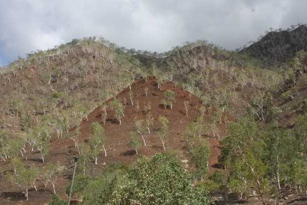 A steep hillside of red-brown earth scattered with pale eucalypts under heavy cloud.